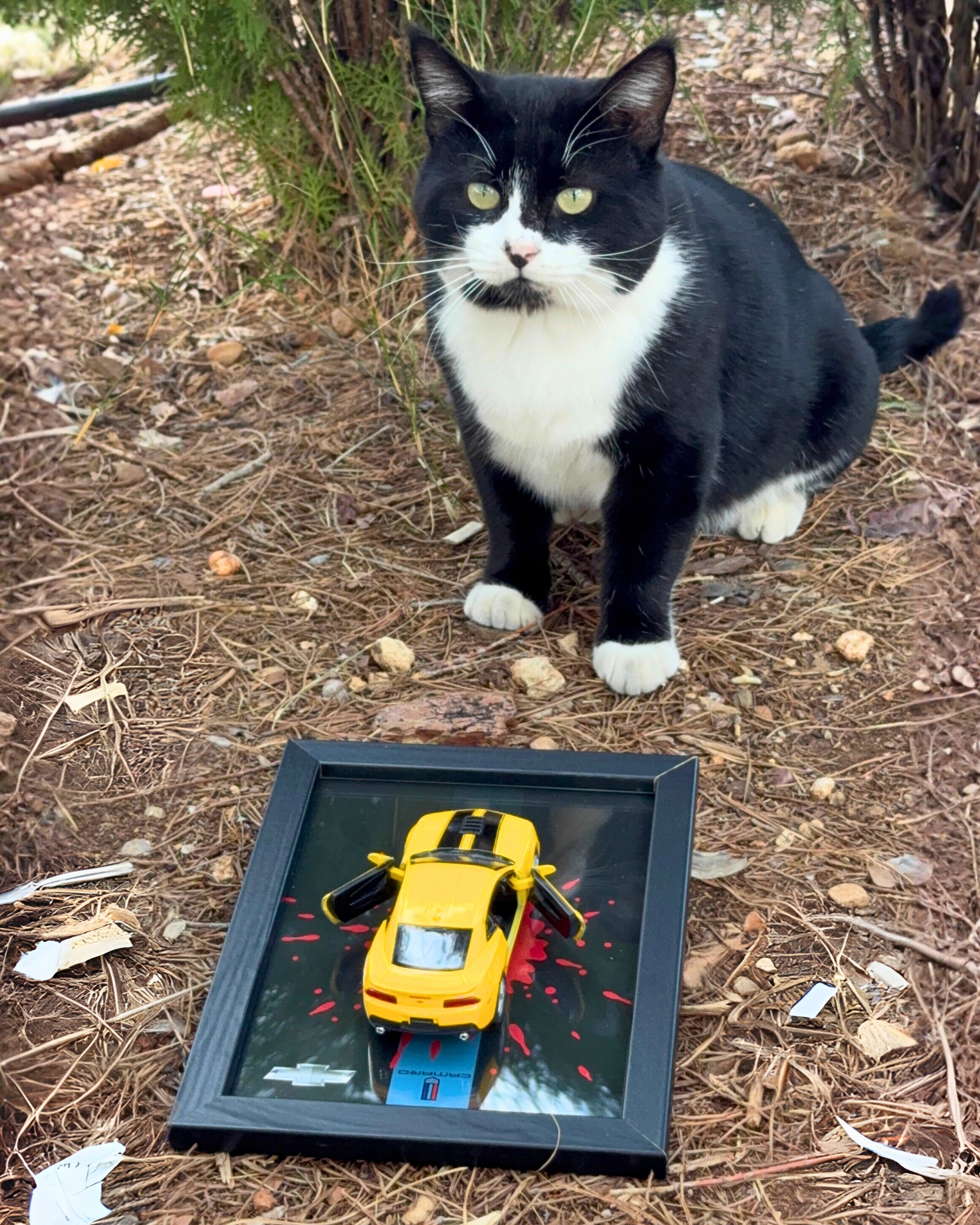 Lisanslı Chevrolet Camaro ZL1 Diecast Model Araba Tablo 15x21